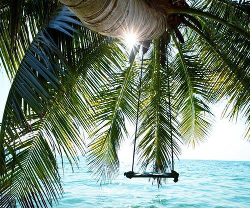 Palm tree swing over water