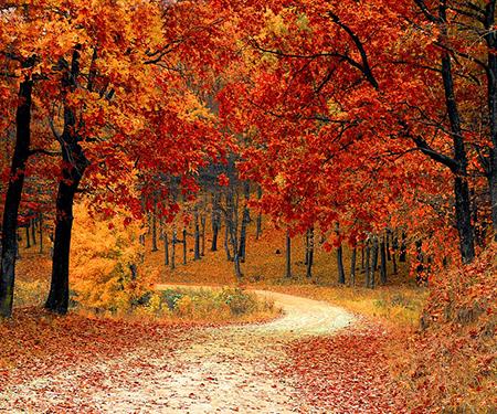 forest at during the fall